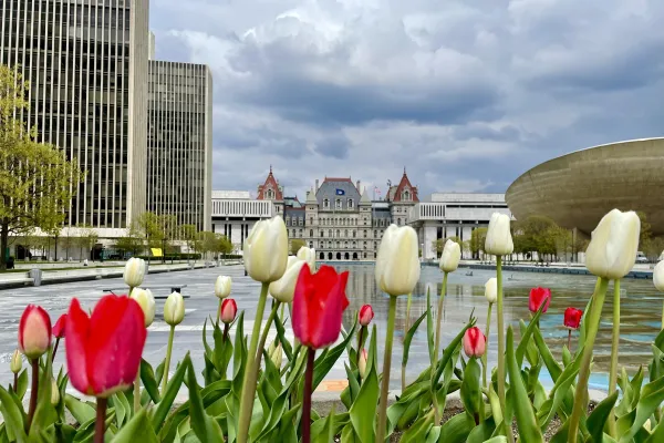 NYS Capitol building shot from Empire State Plaza with tulips in the foreground