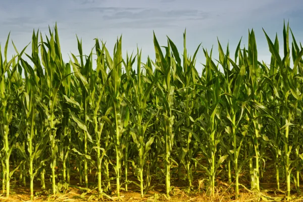 corn field