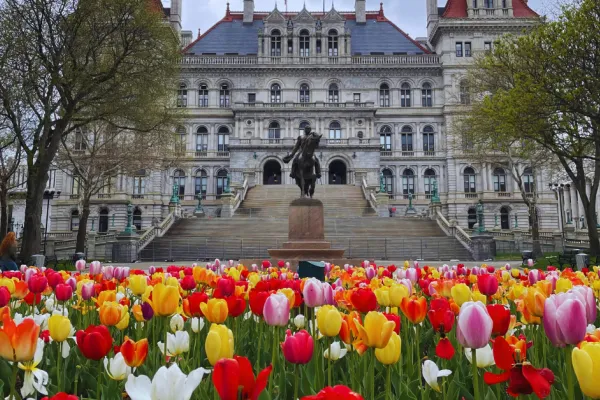 NYS Capitol building with tulips in the foreground