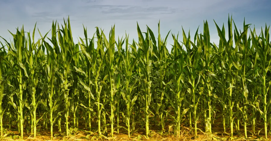 corn field