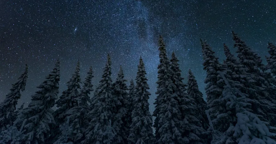 Snowy evergreen trees in front of starry night sky